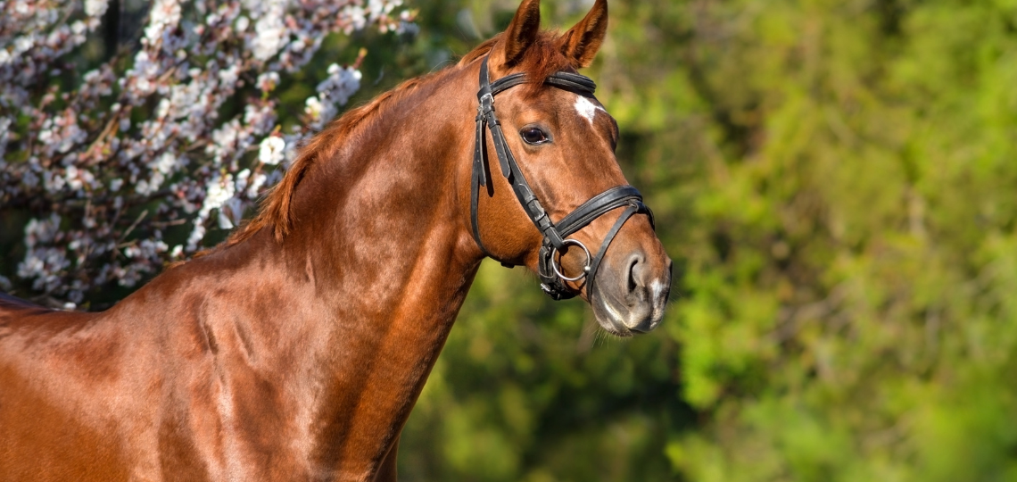 onlyhorse.hu
