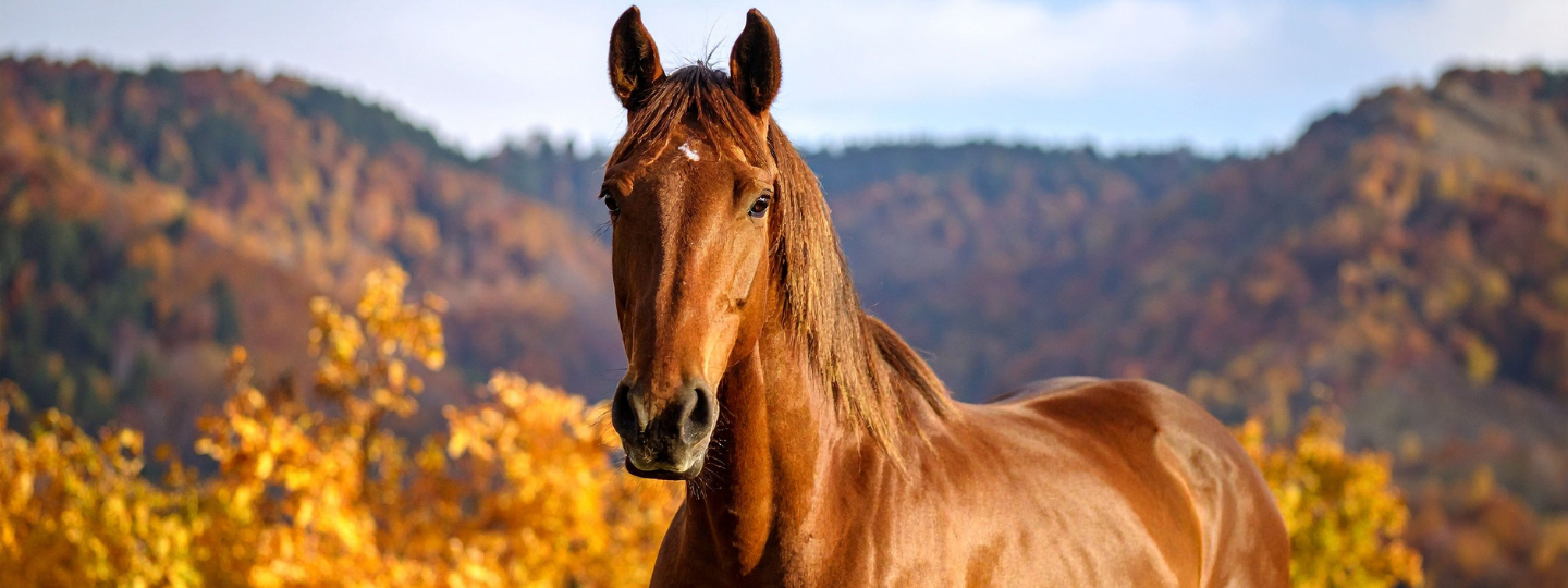 onlyhorse.hu