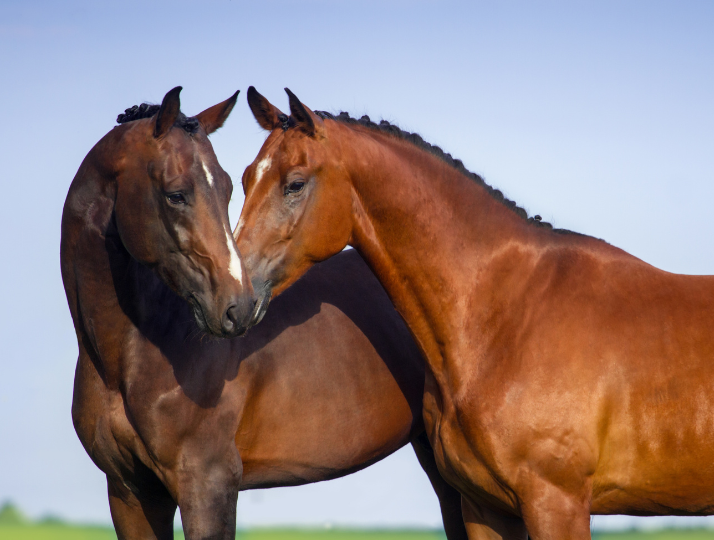 onlyhorse.hu
