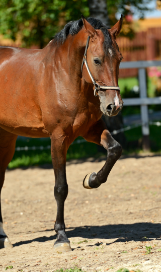onlyhorse.hu