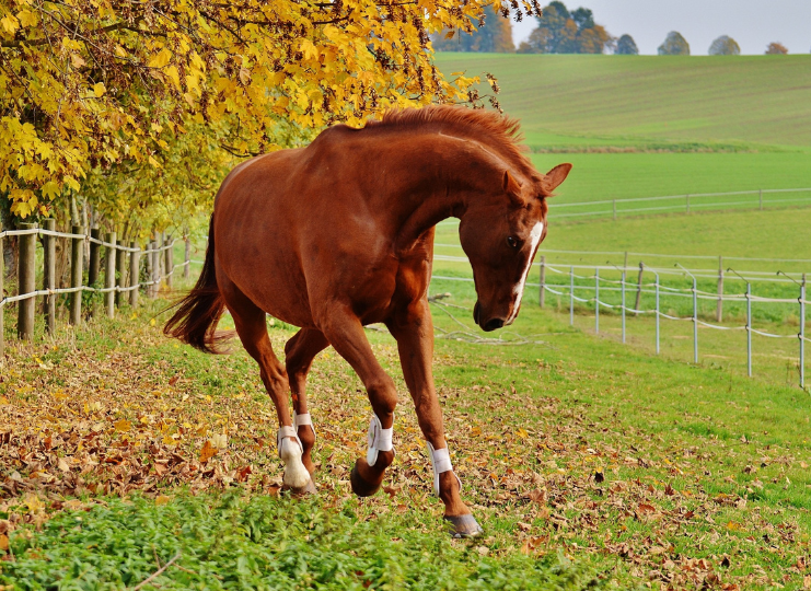 onlyhorse.hu