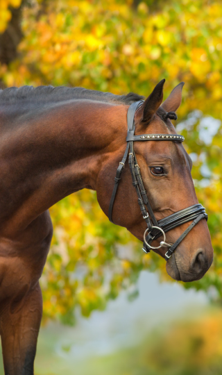 onlyhorse.hu