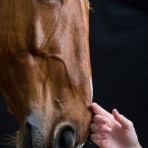 Stressz és idegrendszeri támogatás