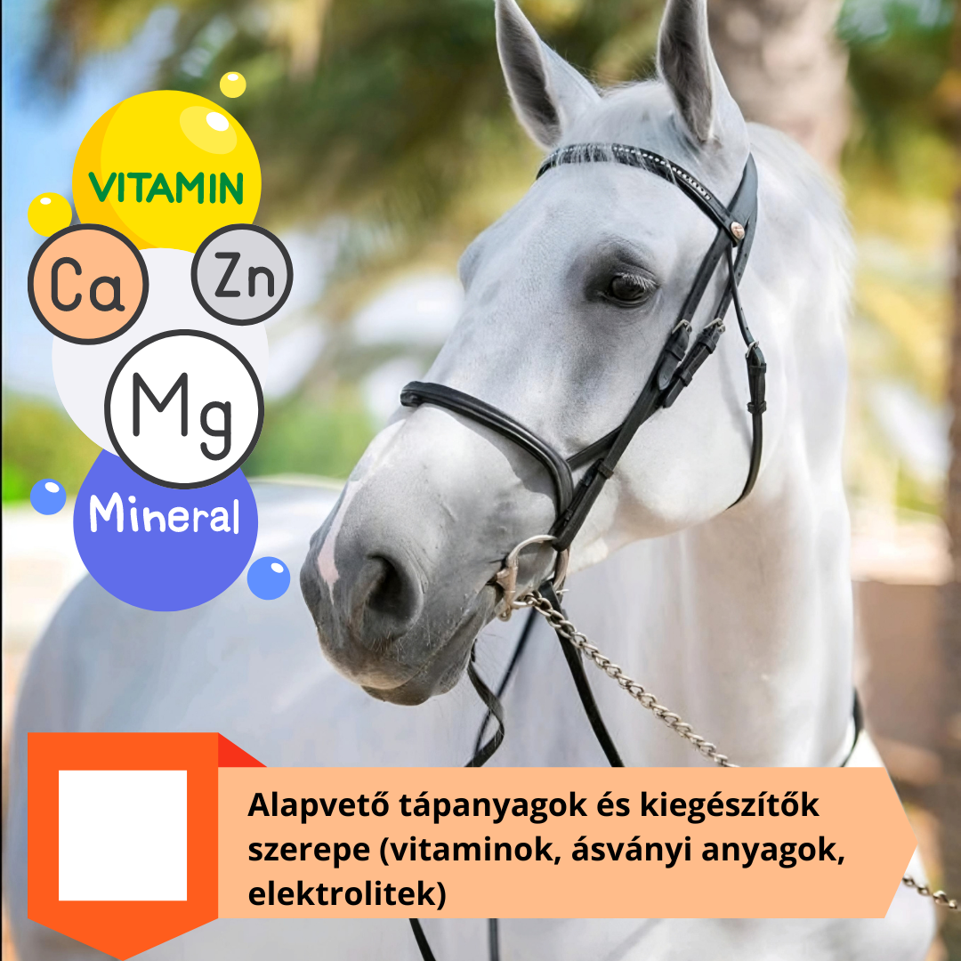 Alapvető tápanyagok és kiegészítők szerepe (vitaminok, ásványi anyagok, elektrolitek)